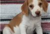Splendid Pair beagle puppies For Re-homing Text...(xxx) xxx-xxx5