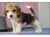 Extra Charming Beagle Puppies for Adoption Toowoomba