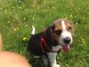 Adorable Male Beagle Puppy