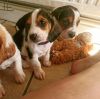 Beagle For Rehoming