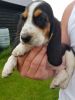 Beagle Puppies Ready Now 8 Weeks Old