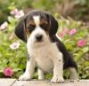 Sweet Beagle Puppies