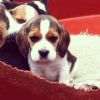Ready Now Beagle Puppies