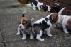 Lovely beagle puppies A male and a female left,