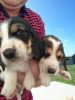 Show Tri Beagle Puppies