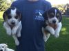 Champion beagle pups