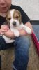 Kc Reg Beagle Pups (last 2 Females Available Now)