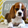 beautiful beagle pup