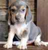lovely beagle pup