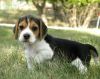 Astonishing Beagle Puppies For Sale