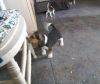 Well Bred Show Type Beagle Puppies for sale