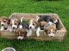 Beagle Puppies for sale?