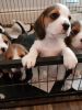 Healthy Beagle Puppy 1 Boy Left