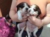 Beagle Puppies Ready Now 1 Female Left