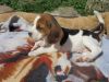 Beautiful & intelligent Beagle Puppies Needs a New Family