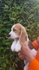 beautiful beagle puppies are now ready