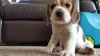 Lovely Beagle puppy baby girl available for re-homing