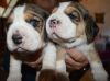 good looking beagle puppies Available