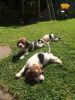 Beautiful Home Bred Kc Reg Beagle Puppies(xxx) xxx-xxx0