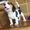 lovely beagle puppies for rehoming
