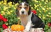 Gorgeous Beagle Puppies Ready.Text or Call#(xxx-xxx-xxxx)