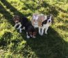 Full Pedigree Beagle Puppies Ready Now