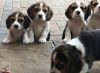 Stunning Tri Colour Beagle puppies for adoption