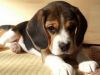 tri-color beagle puppies now ready