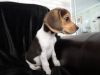 Beagle puppies now ready for good homes
