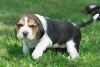 Cute And Lovely Beagle Puppies