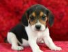 Male and female Beagle puppies.