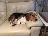 Junior Beagle Needs New Home(xxx) xxx-xxx2