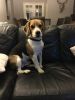 Forever Home For Loving Beagle Chewie