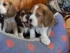 Tri Colour Pedigree Show Beagle Puppies