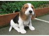 Playful Male/Female Beagle Puppies