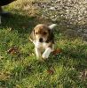 Akc female beagle puppy