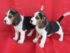 beautiful beagle Puppies for adoption