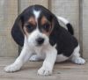 Caring Tri Coloured M/F Beagles Puppies Ready Now