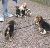 Kc reg beagle puppies