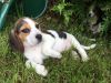 Fabulous Akc Beagle Puppies For Re-Homing