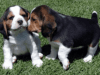 Excellent Akc Beagle Pups for Re-homing