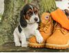 Excellent Akc Beagle Puppies For Re-Homing