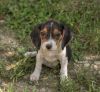 Mickey 10 weeks Beagle boy