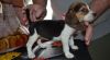 Gorgeous Tricolored Beagle Puppies