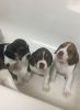 Full bread beagle puppies