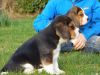 Pedigree Beagle's puppies