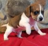 Healthy Beagle male and female for lovers is ready