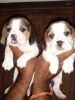 Beagle puppies available very cute and active xxxxxxxxxx