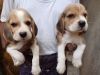 beagle puppies
