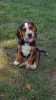 Snoopy *Beagle 4 month old *21 lbs * has all puppy shots